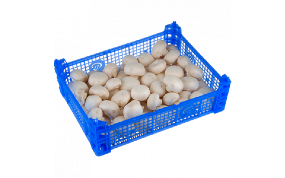 Champignons middel vers 1 x 2.5 kg